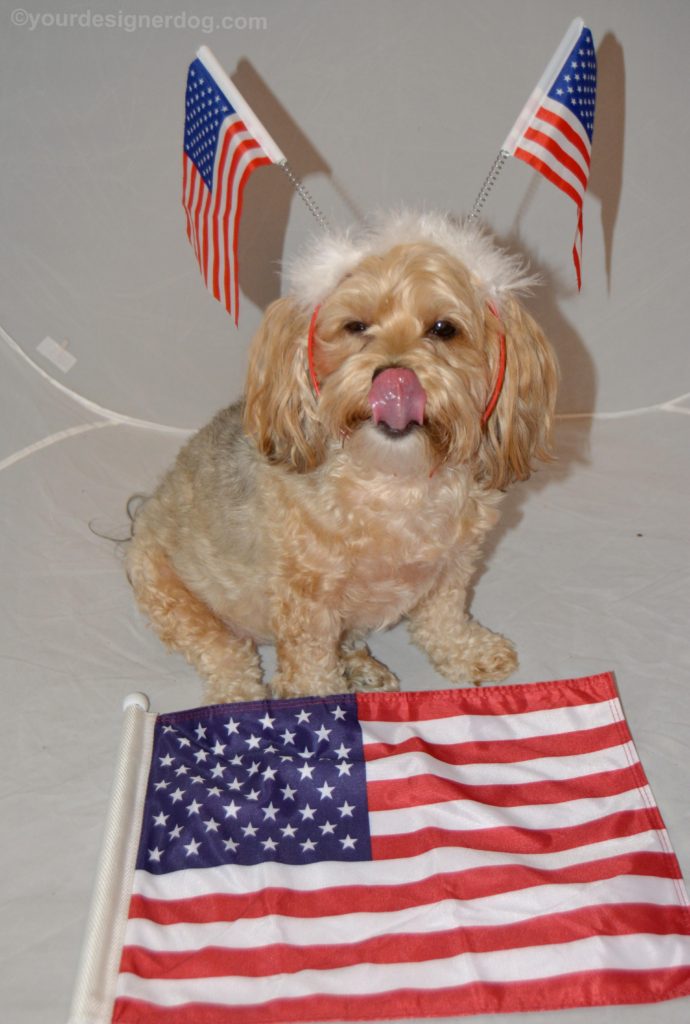 dogs, designer dogs, Yorkipoo, yorkie poo, flag, tongue out, america