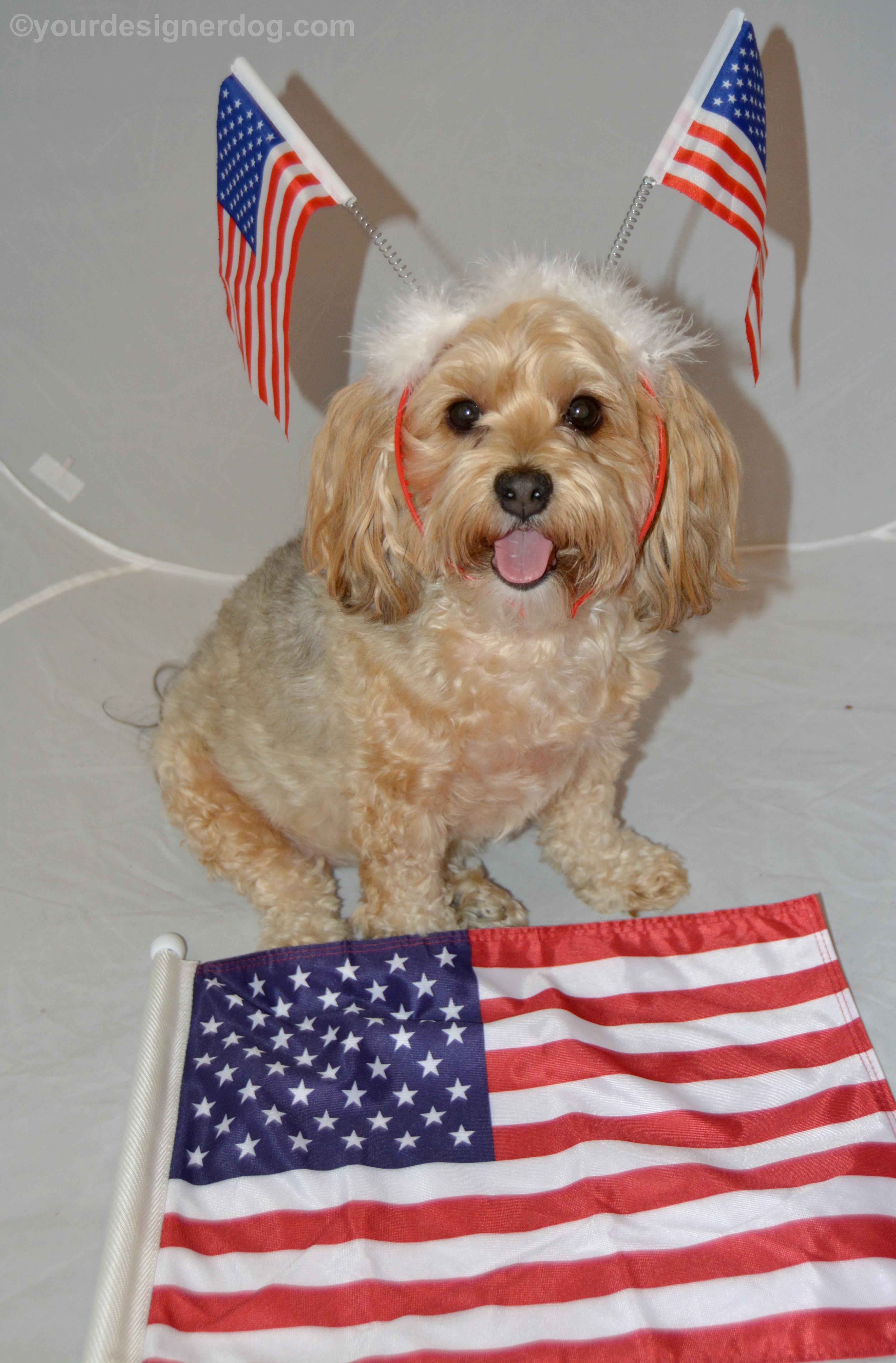 dogs, designer dogs, Yorkipoo, yorkie poo, flag, tongue out, america