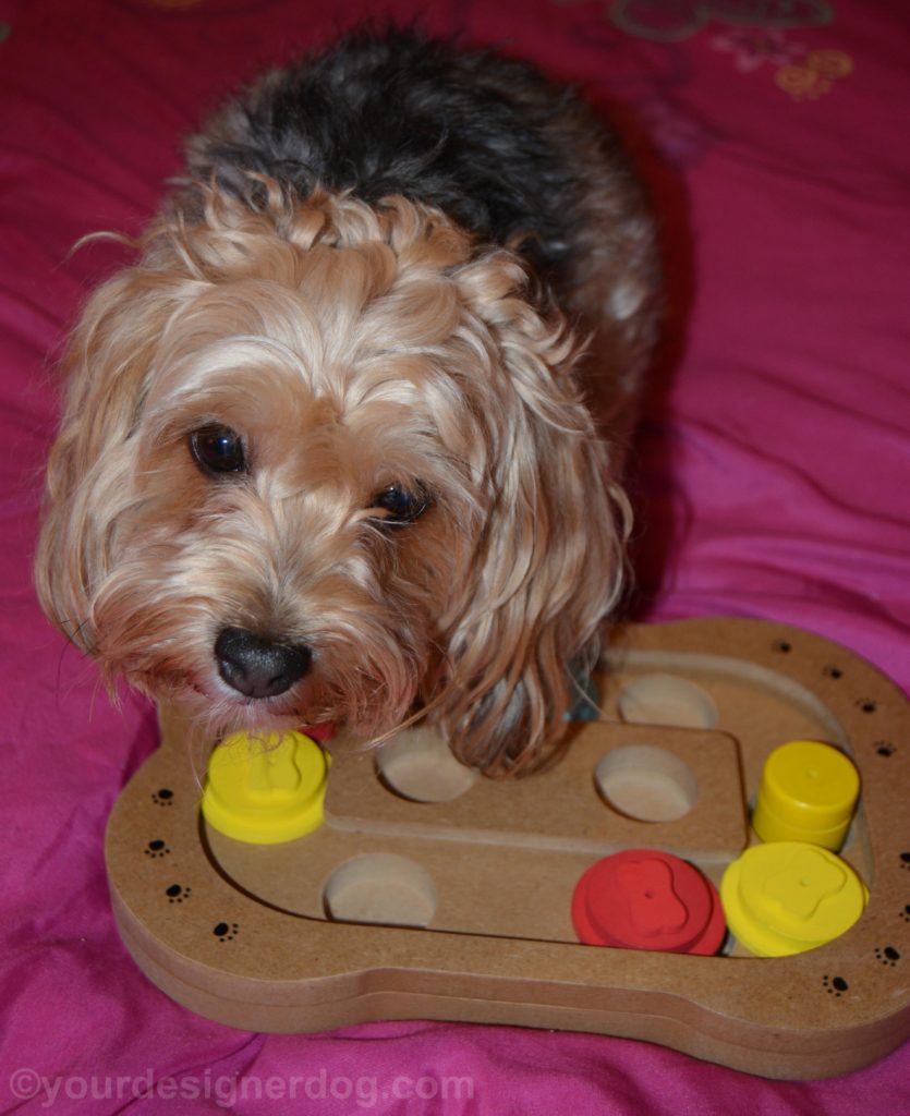 dogs, designer dogs, Yorkipoo, yorkie poo, puzzle, dog toy, play