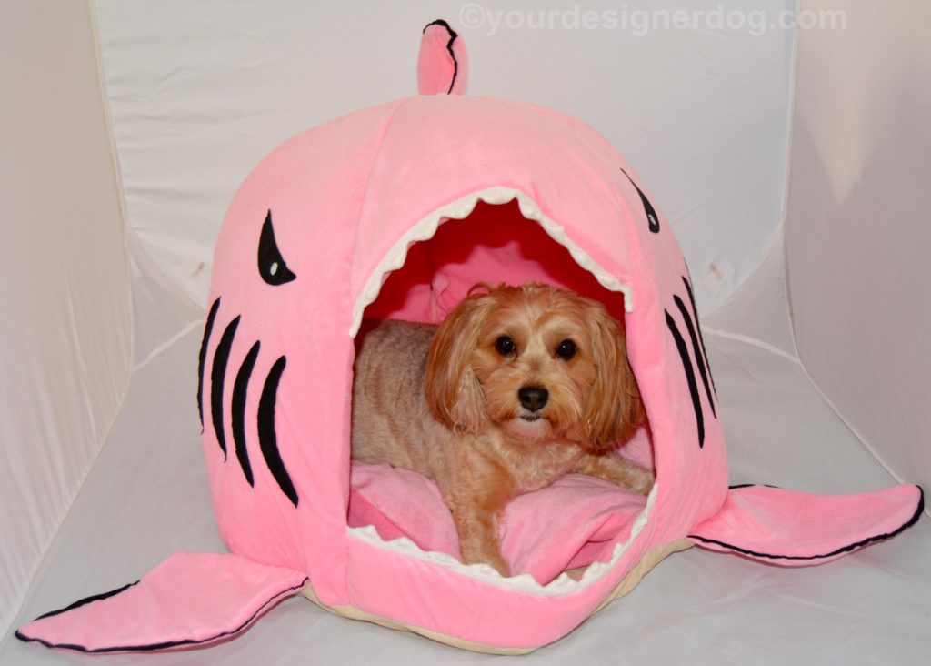 dogs, designer dogs, Yorkipoo, yorkie poo, shark, dog house, dog bed, shark week
