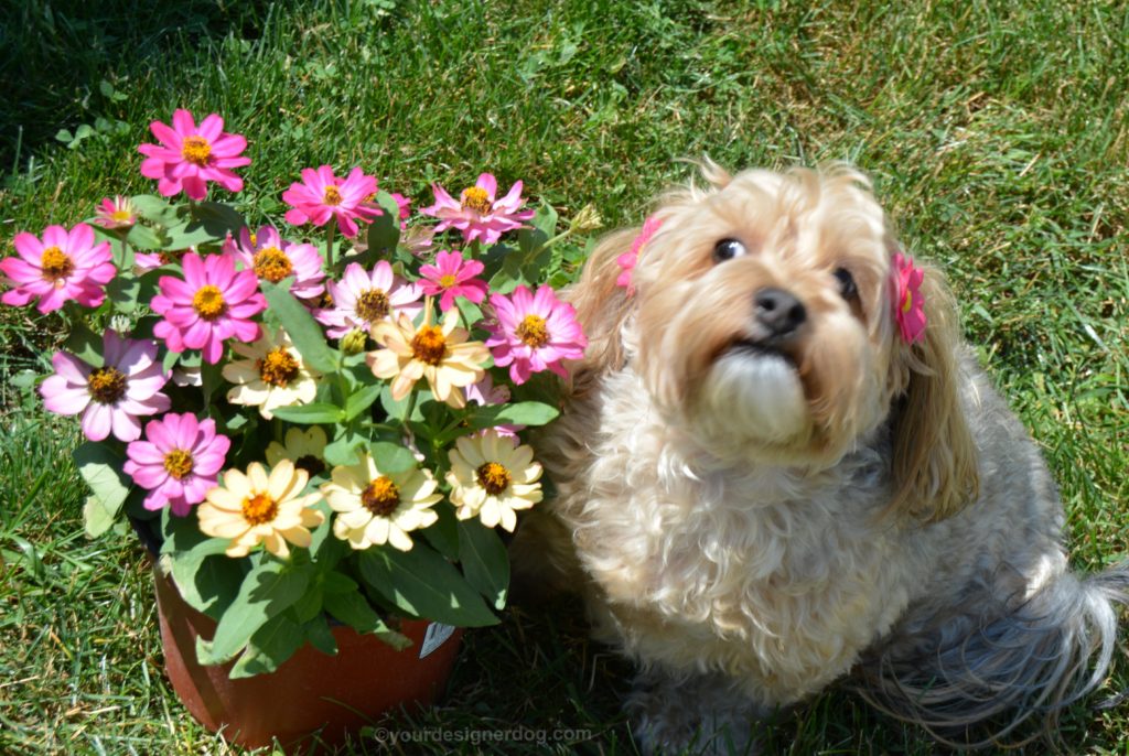 dogs, designer dogs, Yorkipoo, yorkie poo, dogs with flowers, bloopers, daisies