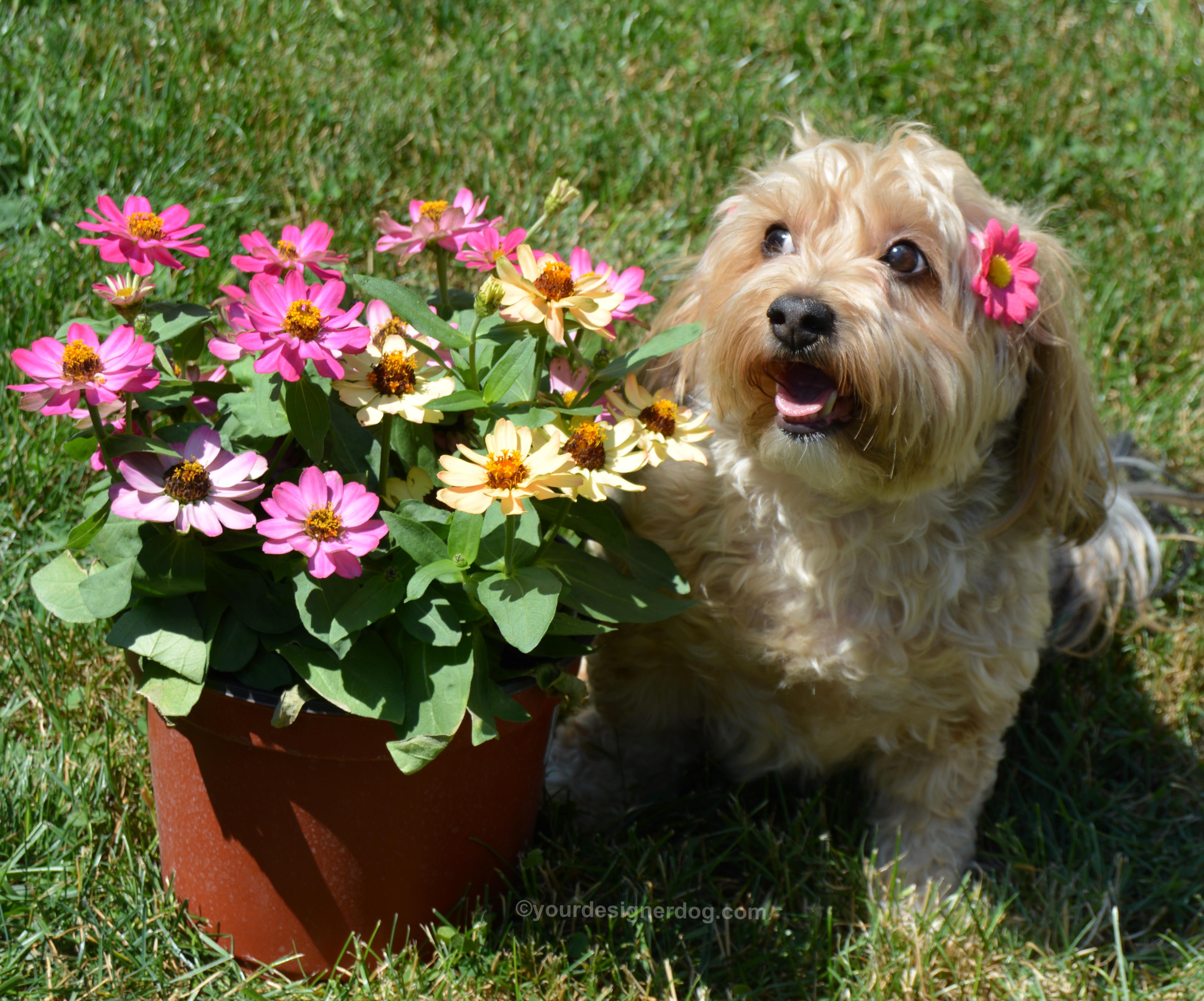 dogs, designer dogs, Yorkipoo, yorkie poo, dogs with flowers, bloopers, daisies