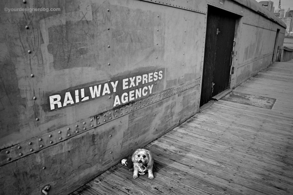 dogs, designer dogs, Yorkipoo, yorkie poo, railroad, train, black and white photography 