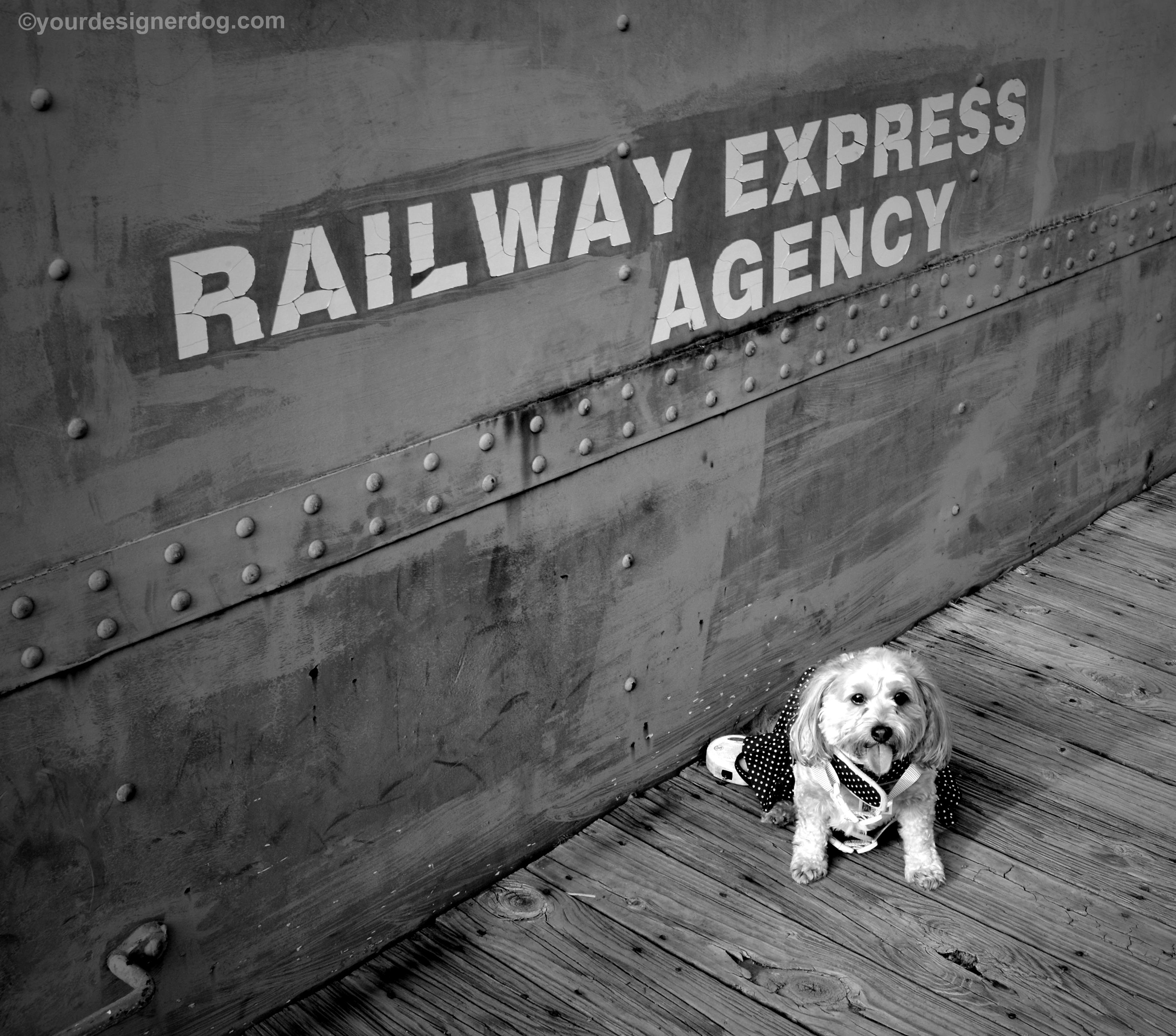 dogs, designer dogs, Yorkipoo, yorkie poo, railroad, train, black and white photography