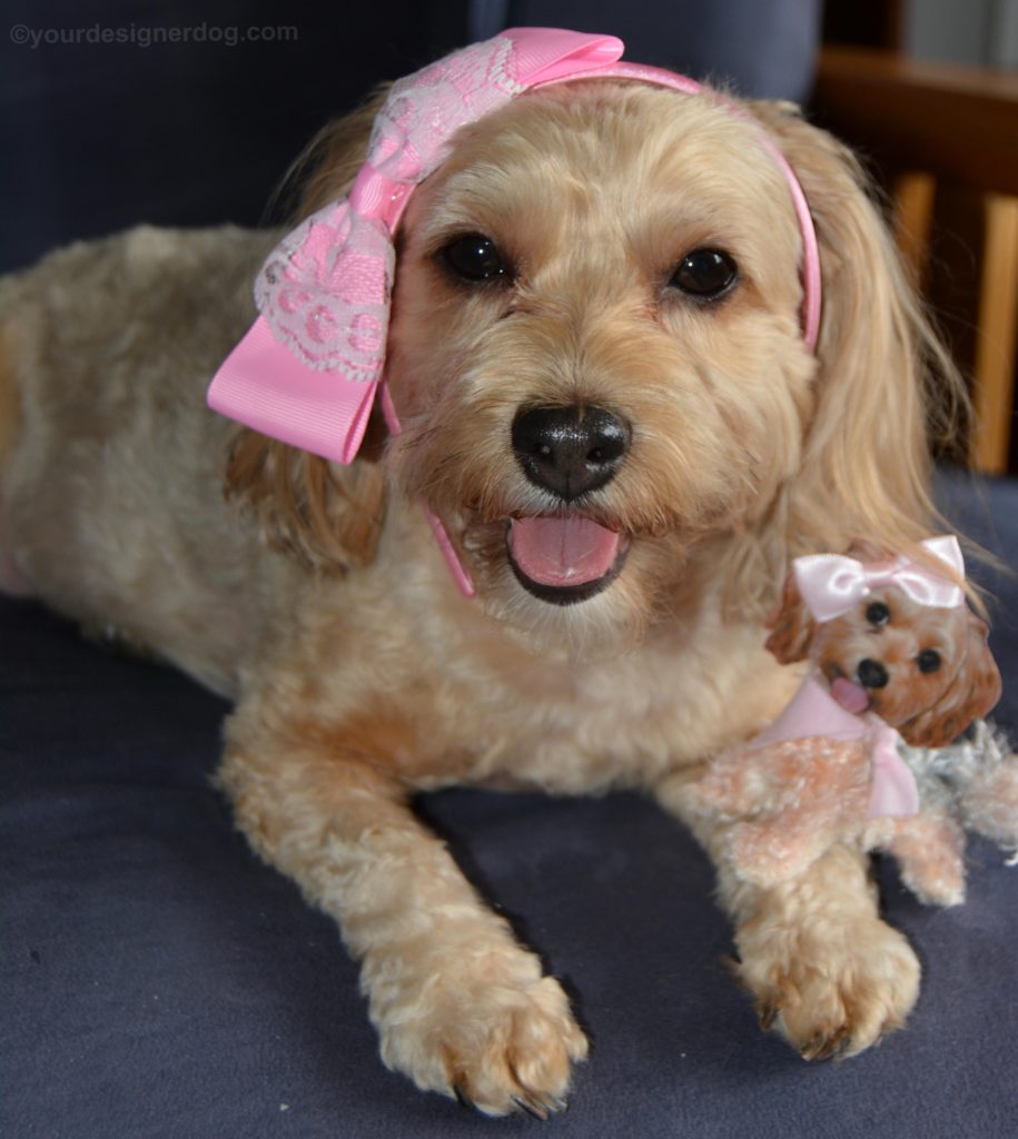 dogs, designer dogs, Yorkipoo, yorkie poo, mini Sadie, plushie