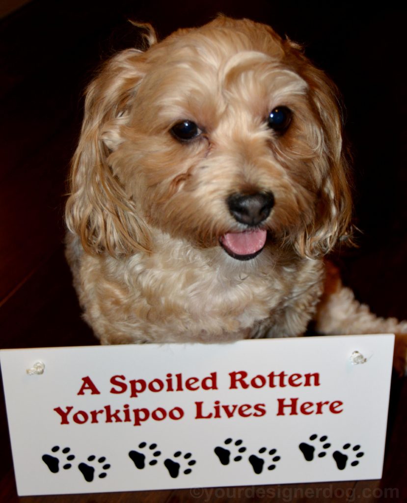 dogs, designer dogs, Yorkipoo, yorkie poo, spoiled, dog smiling, tongue out