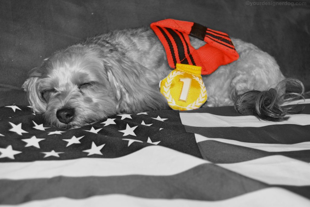 dogs, designer dogs, Yorkipoo, yorkie poo, gold medal, sleepy puppy, american flag, black and white photography, olympics