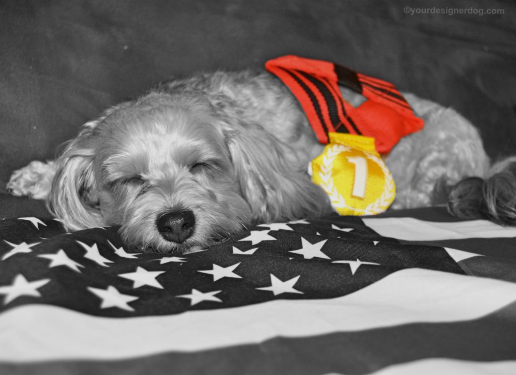 dogs, designer dogs, Yorkipoo, yorkie poo, gold medal, sleepy puppy, american flag, black and white photography, olympics