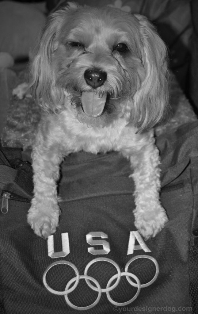 dogs, designer dogs, Yorkipoo, yorkie poo, black and white photography, usa, olympics