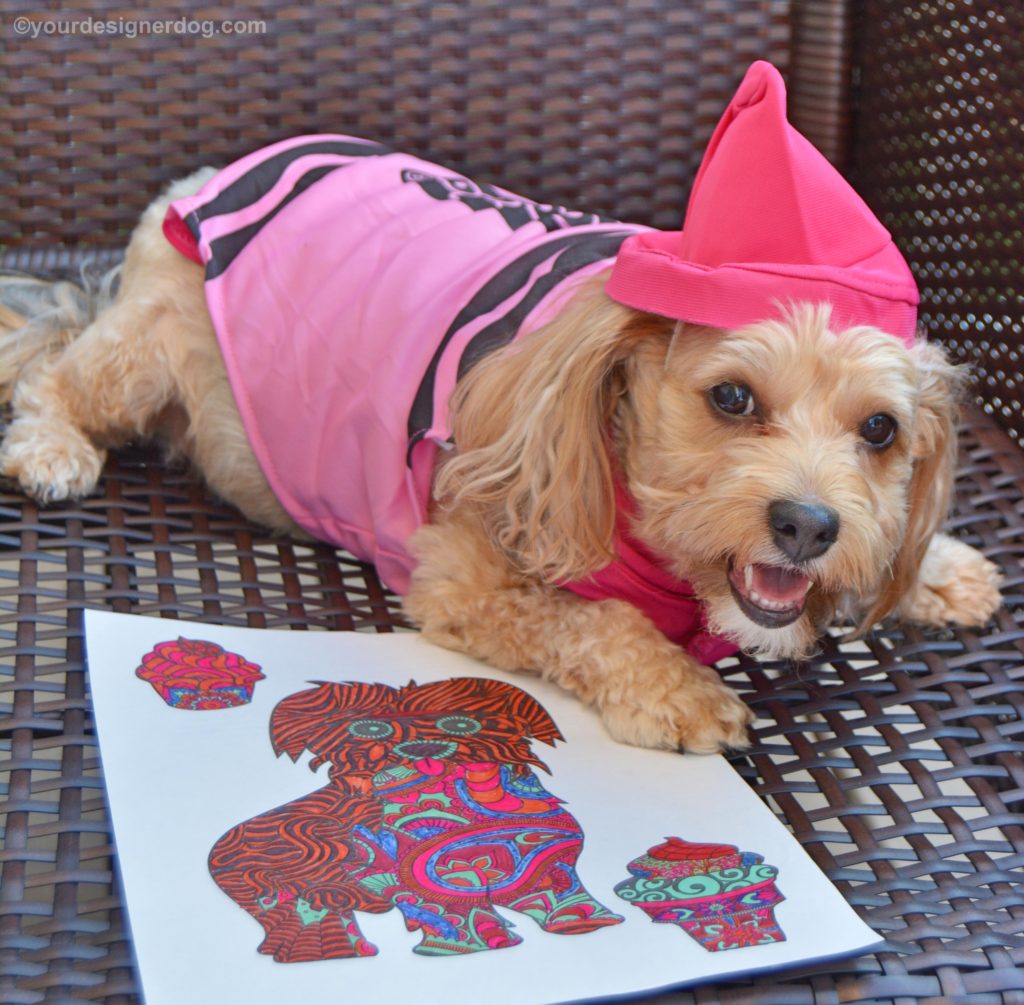 dogs, designer dogs, Yorkipoo, yorkie poo, crayon costume, coloring, national coloring book day