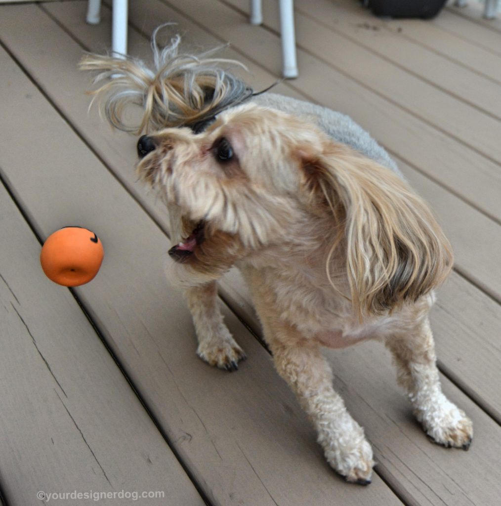 dogs, designer dogs, Yorkipoo, yorkie poo, catch, dog toy, keep your eyes on the ball
