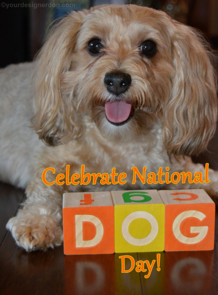 dogs, designer dogs, Yorkipoo, yorkie poo, dog, national dog day