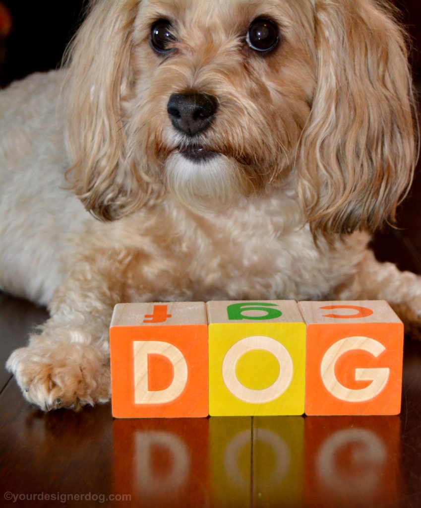 dogs, designer dogs, Yorkipoo, yorkie poo, dog, national dog day