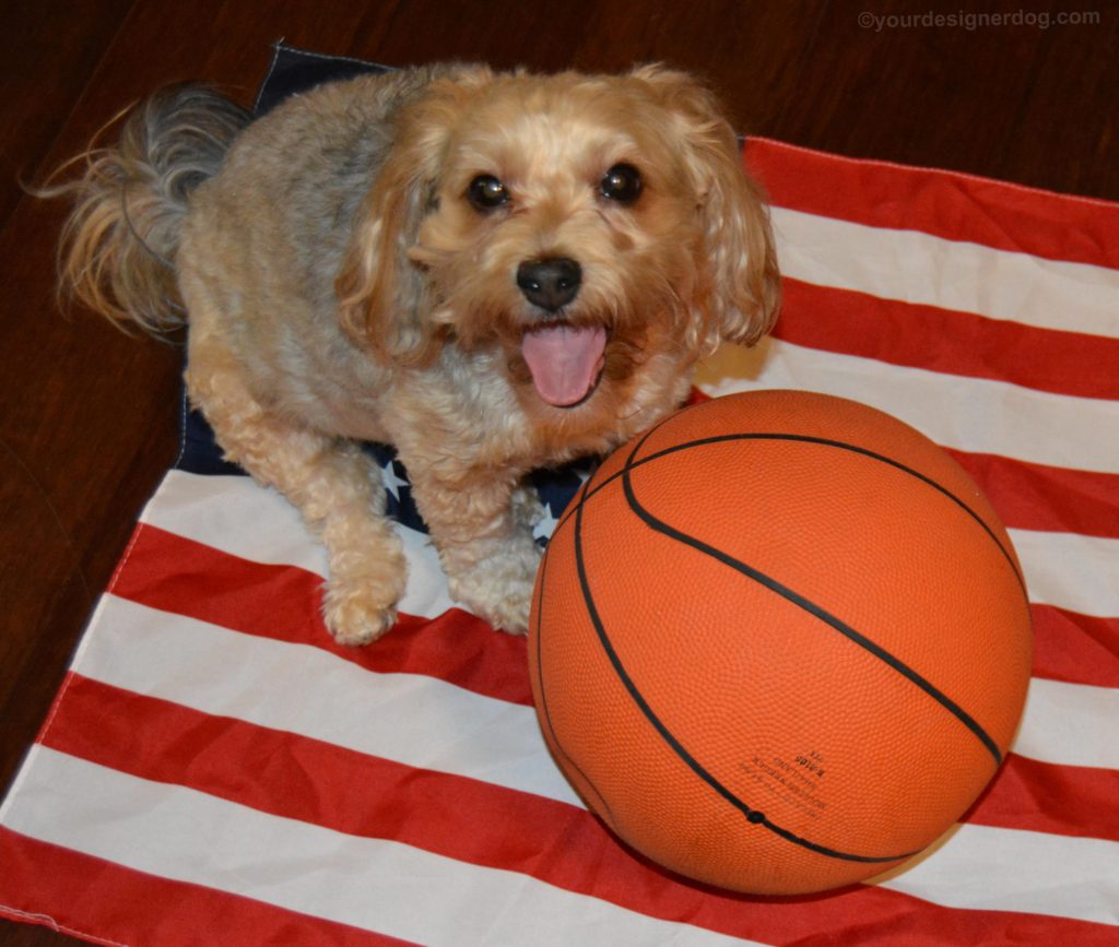 dogs, designer dogs, Yorkipoo, yorkie poo, basketball, tongue out, american flag