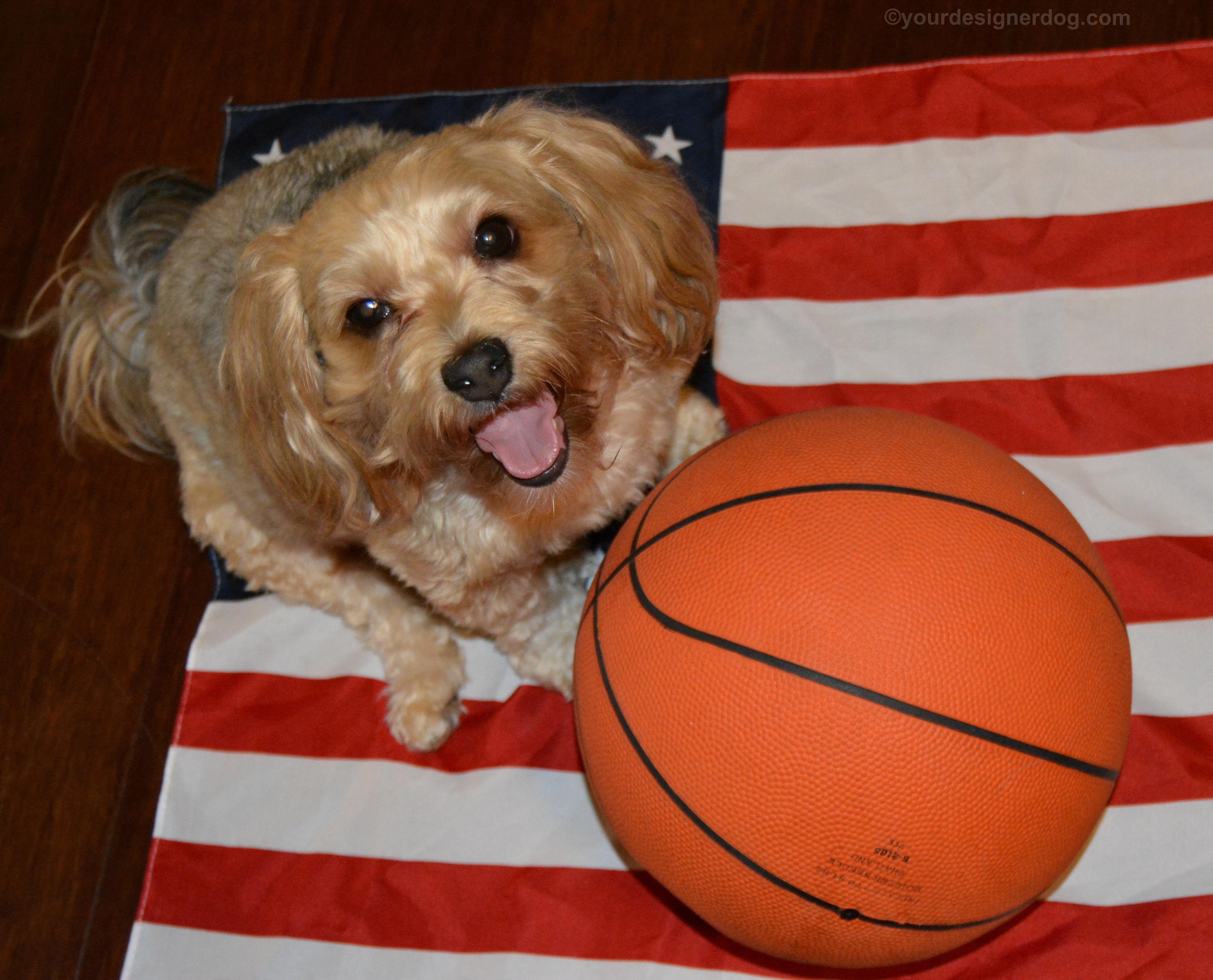 dogs, designer dogs, Yorkipoo, yorkie poo, basketball, tongue out, american flag