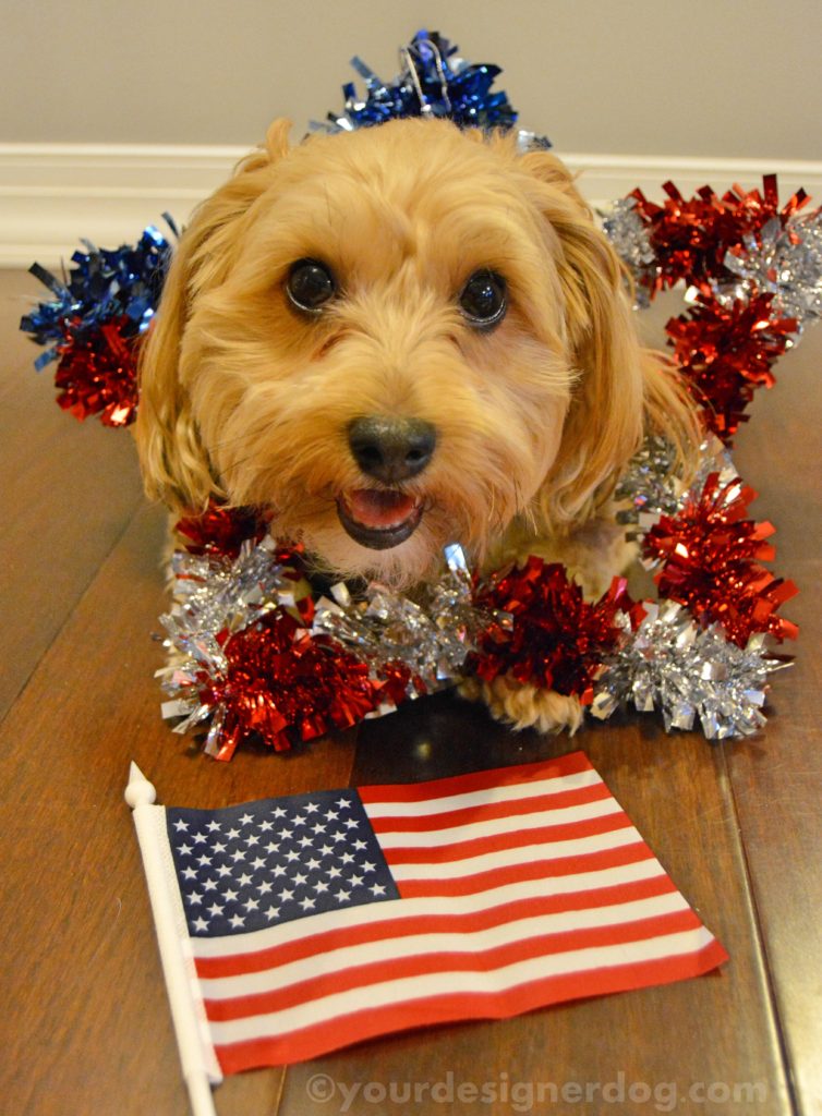 dogs, designer dogs, Yorkipoo, yorkie poo, star, patriotic, american flag, olympics