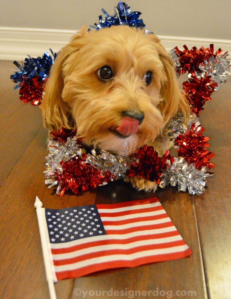 dogs, designer dogs, Yorkipoo, yorkie poo, star, patriotic, american flag, olympics