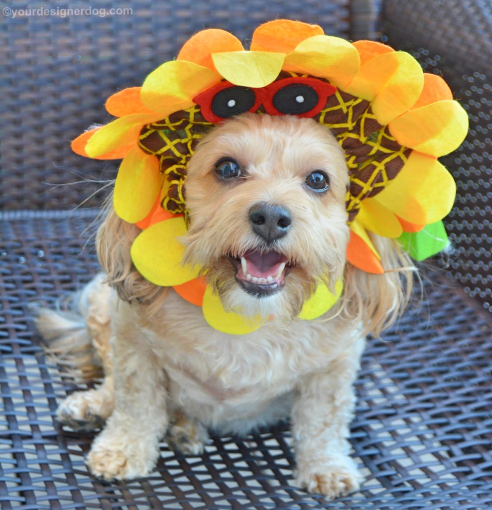 dogs, designer dogs, Yorkipoo, yorkie poo, sunflower, dog hat, dog costume