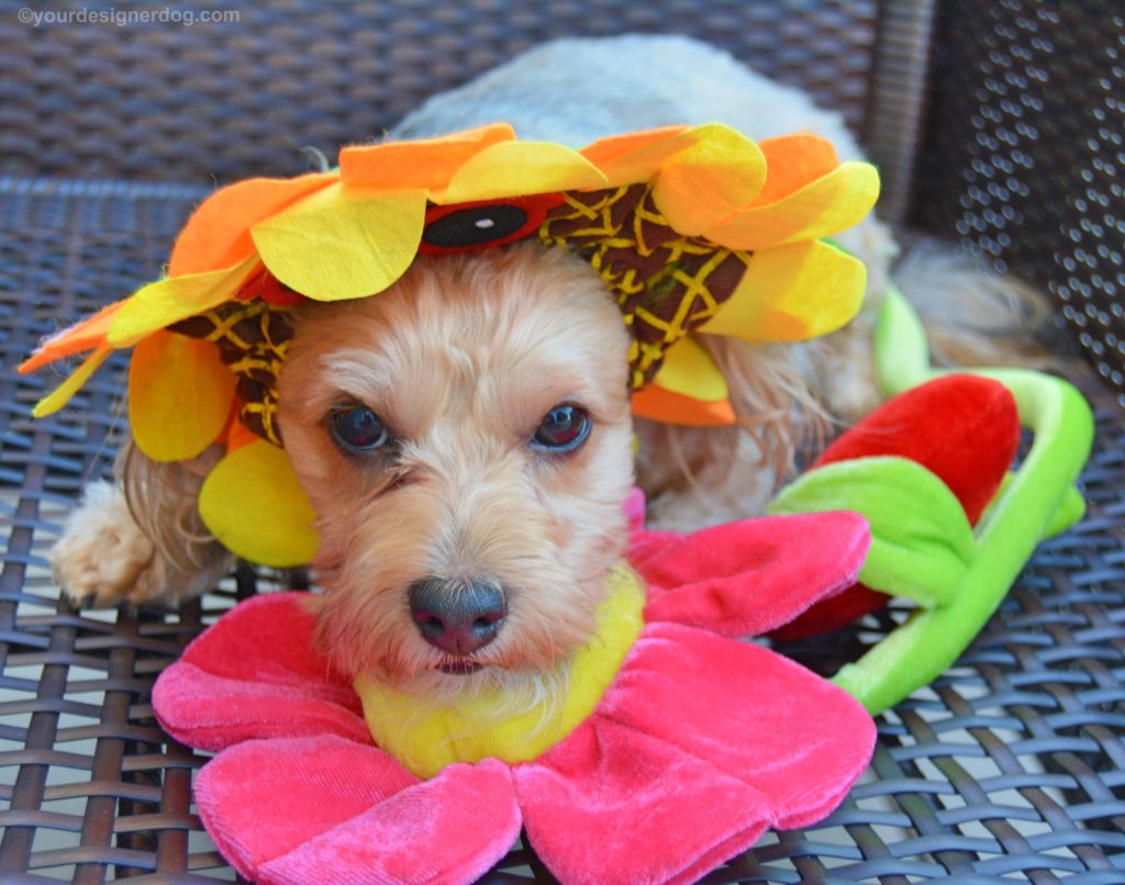 dogs, designer dogs, Yorkipoo, yorkie poo, sunflower, dog hat, dog costume