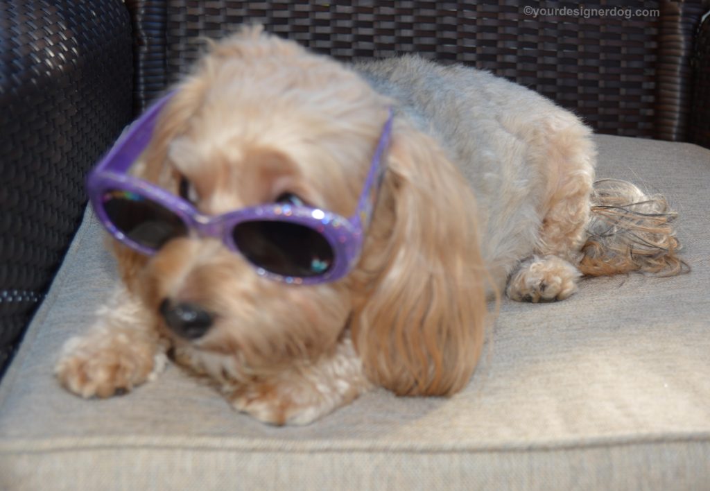 dogs, designer dogs, Yorkipoo, yorkie poo, sunglasses, bloopers