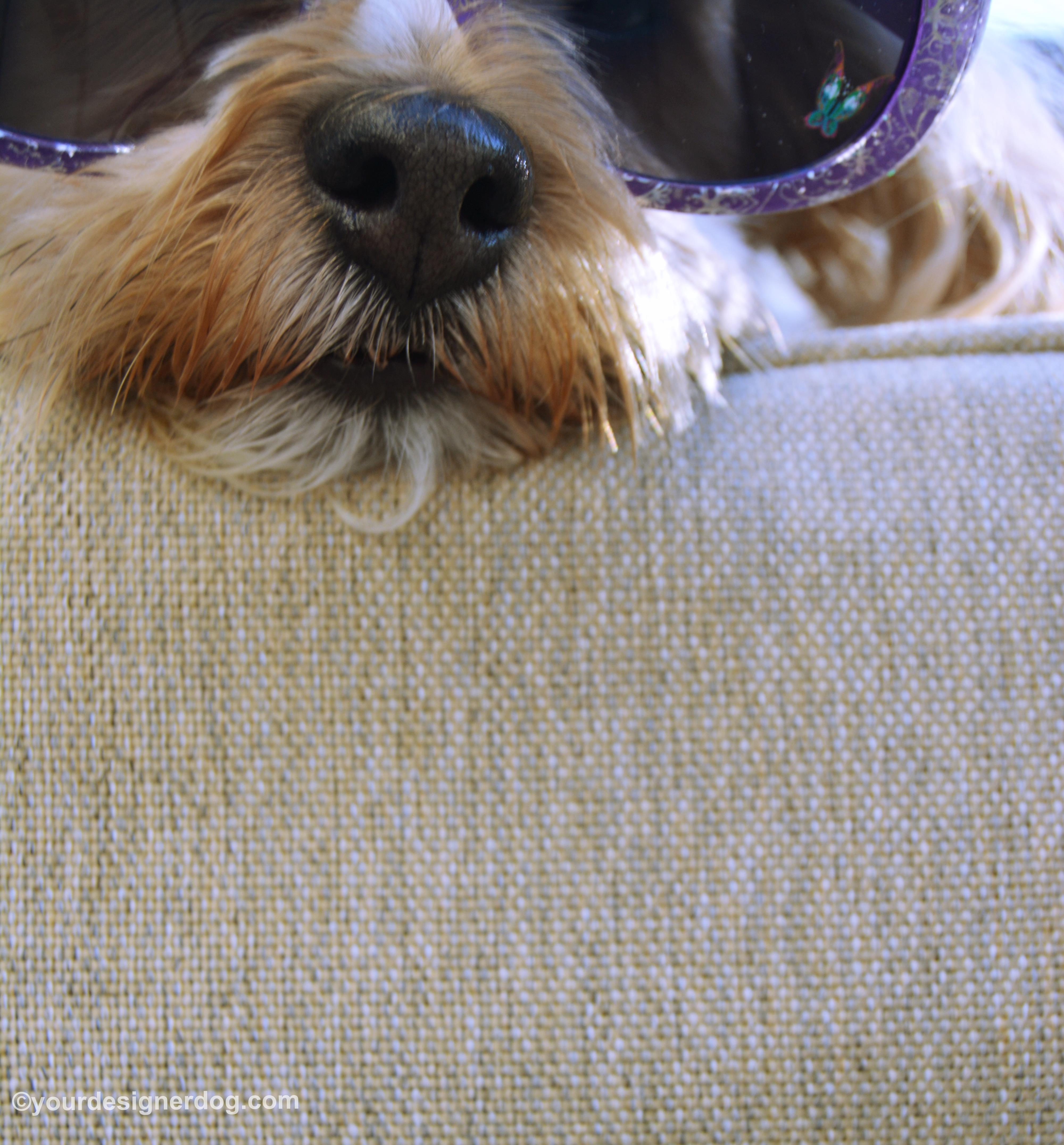 dogs, designer dogs, Yorkipoo, yorkie poo, sunglasses, bloopers