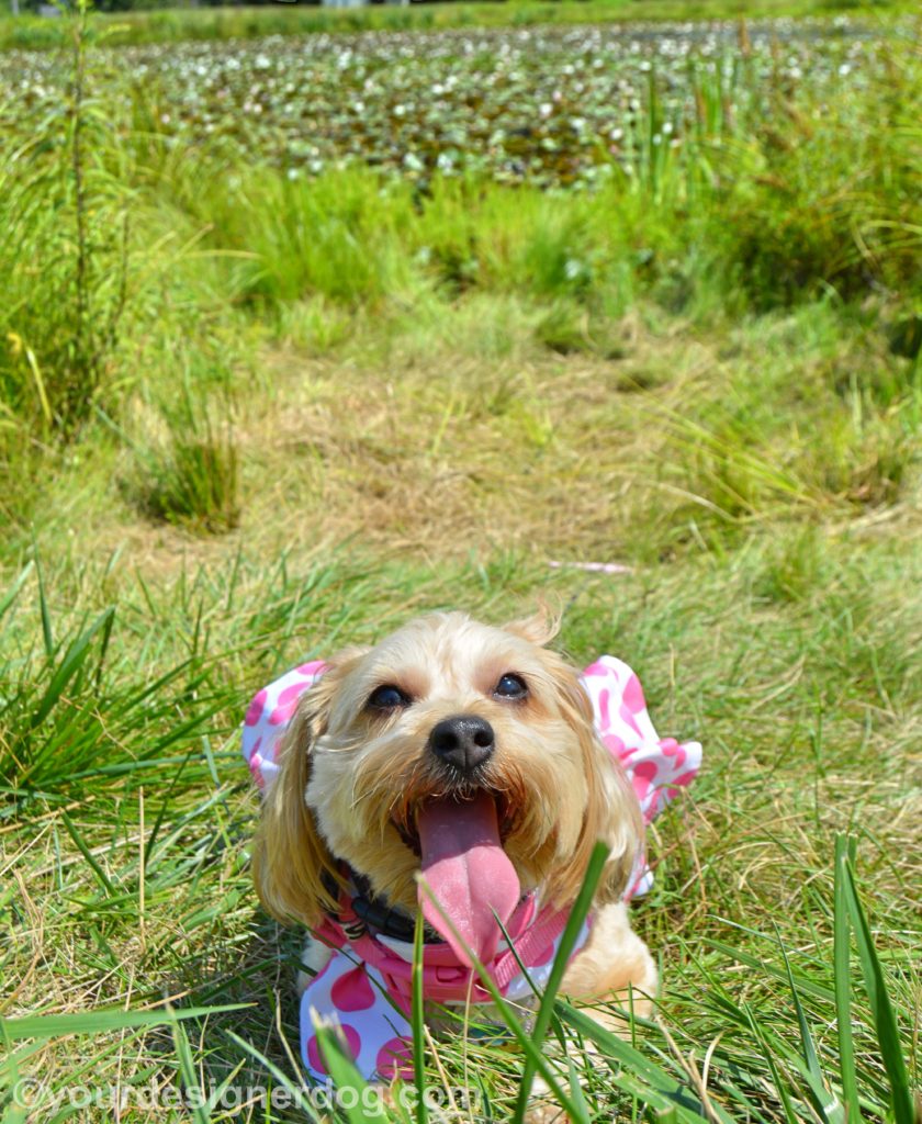 dogs, designer dogs, Yorkipoo, yorkie poo, tongue out, lily pond, dog dress