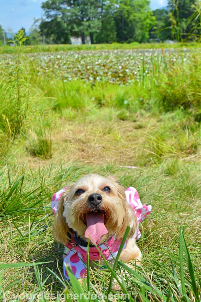 dogs, designer dogs, Yorkipoo, yorkie poo, tongue out, lily pond, dog dress