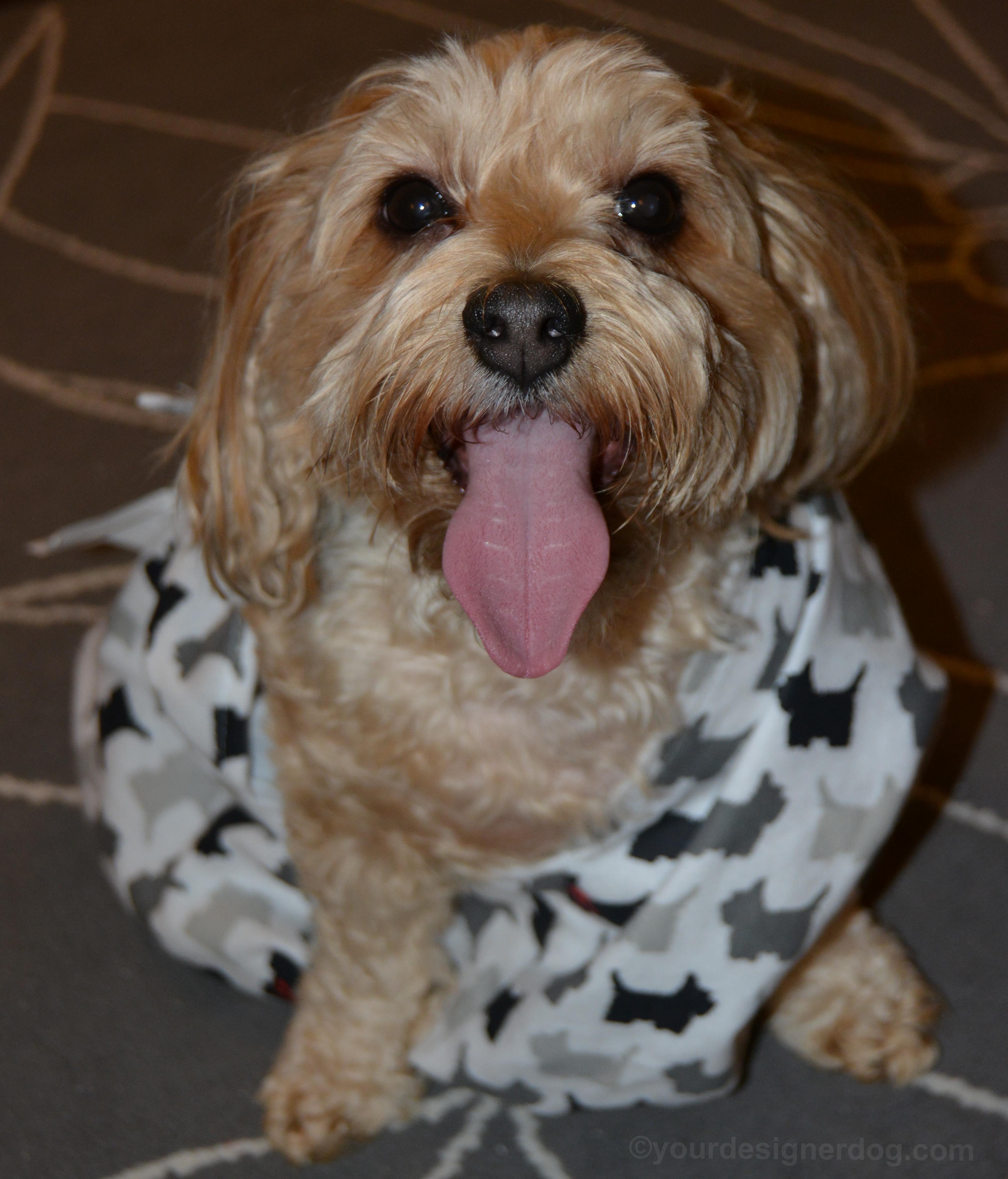 dogs, designer dogs, Yorkipoo, yorkie poo, tongue out, toga