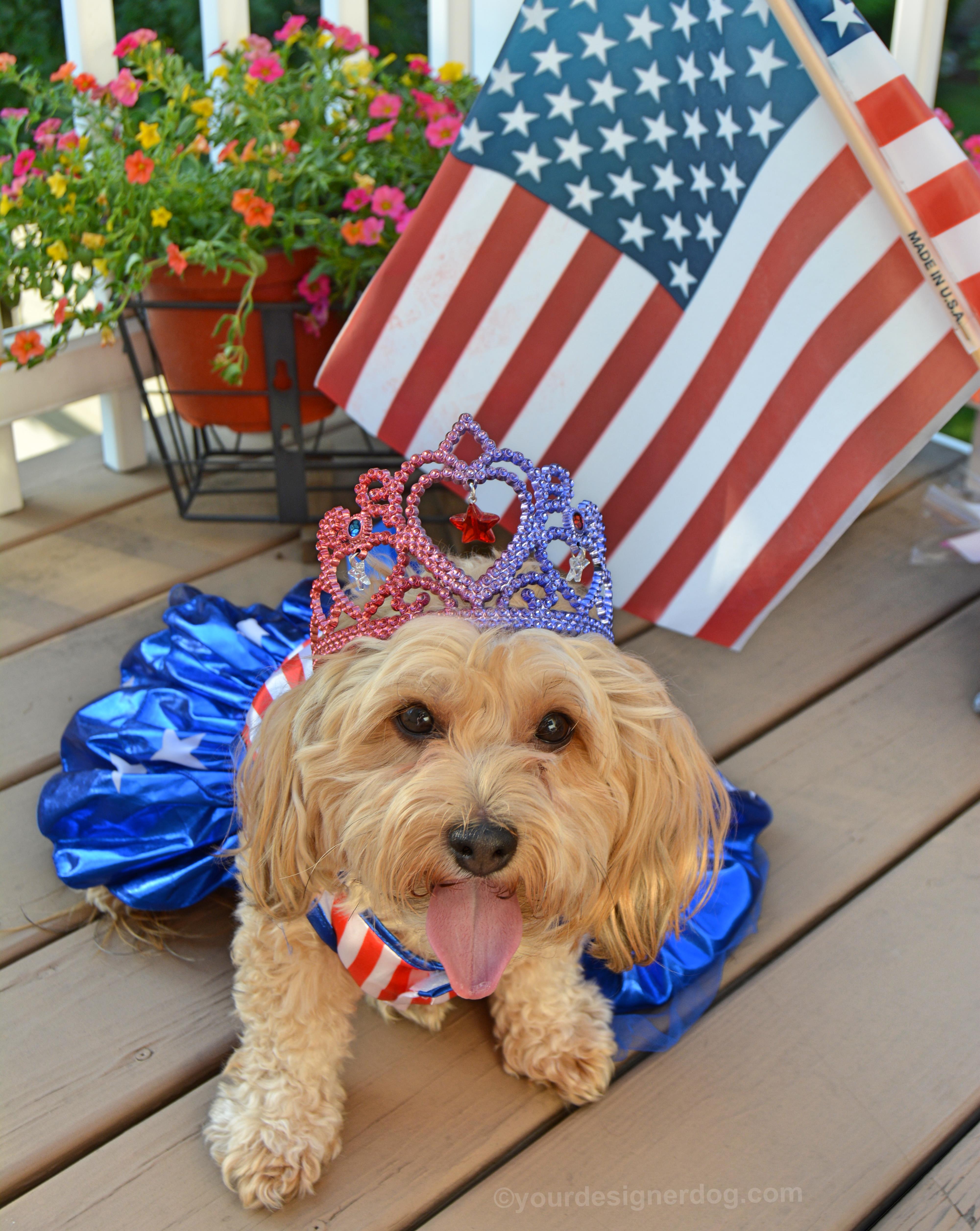 dogs, designer dogs, Yorkipoo, yorkie poo, patriotic, american flag, tiara, dog dress