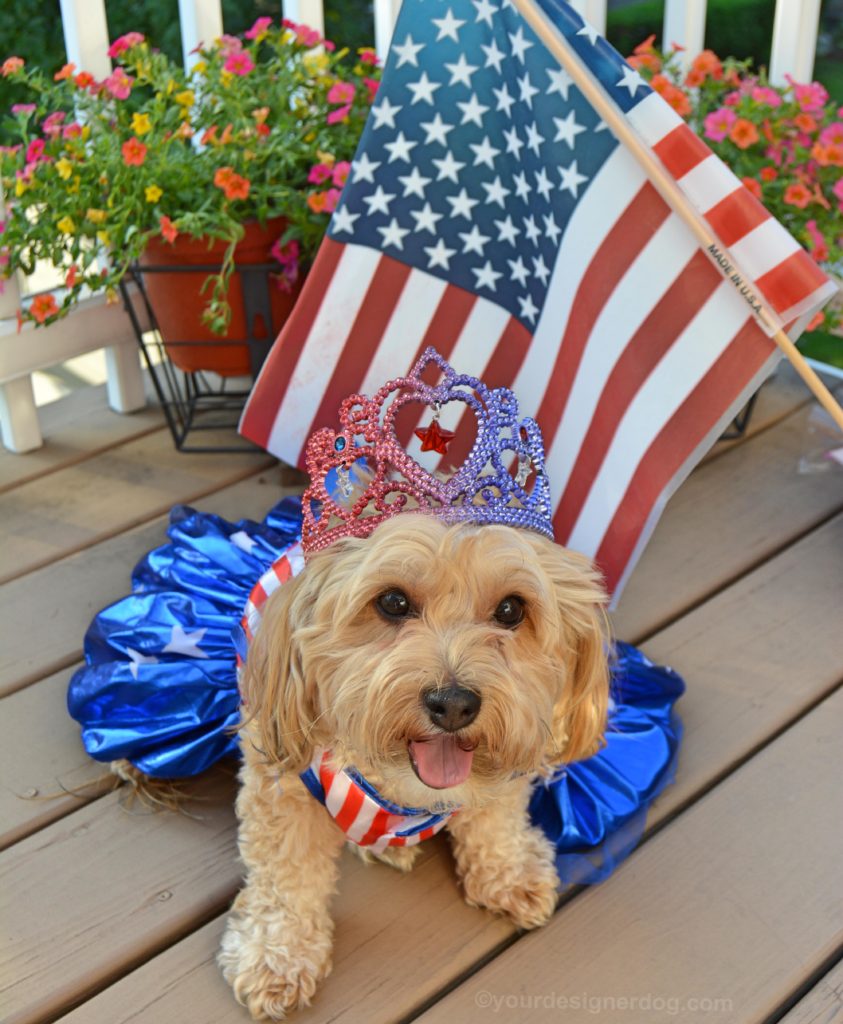 dogs, designer dogs, Yorkipoo, yorkie poo, patriotic, american flag, tiara, dog dress