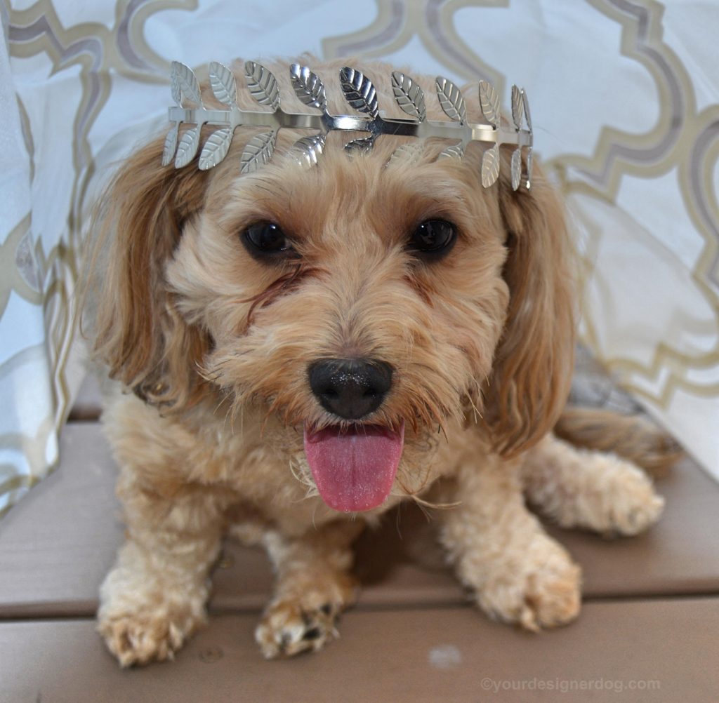 dogs, designer dogs, Yorkipoo, yorkie poo, laurel wreath, dog smiling, tongue out