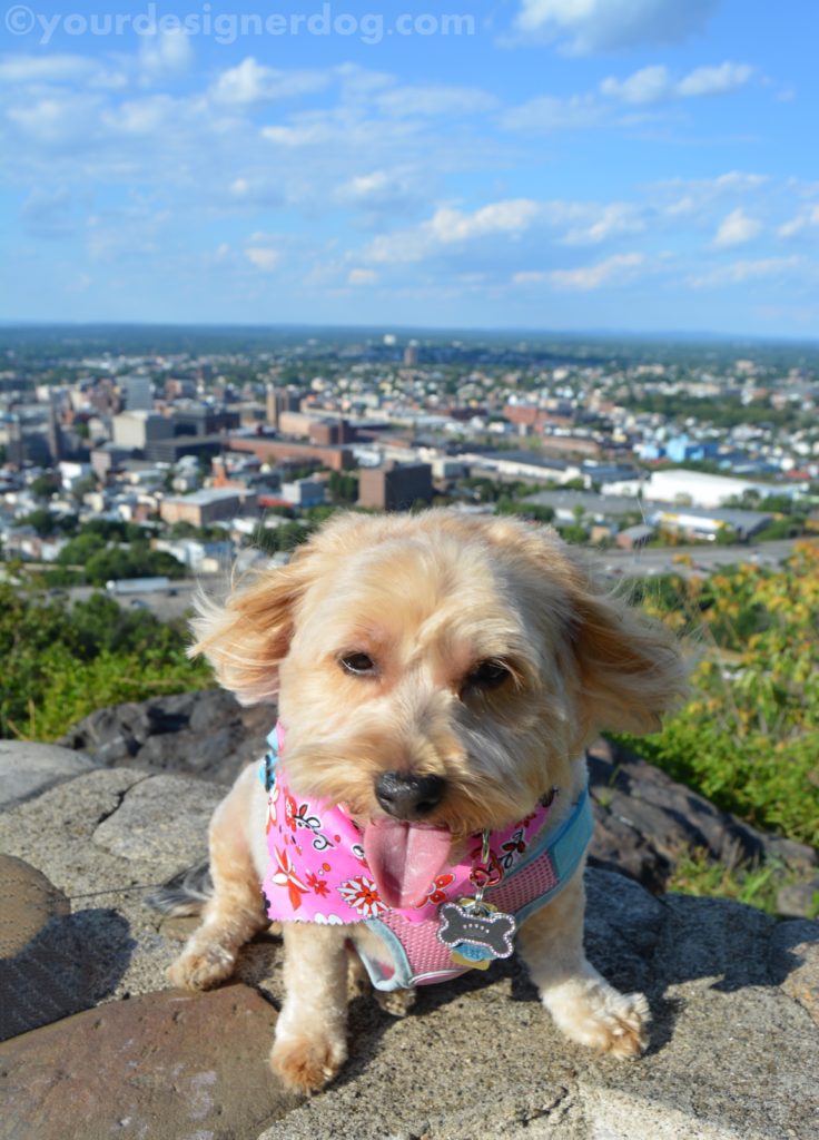 dogs, designer dogs, Yorkipoo, yorkie poo, view point, scenic overlook, tongue out