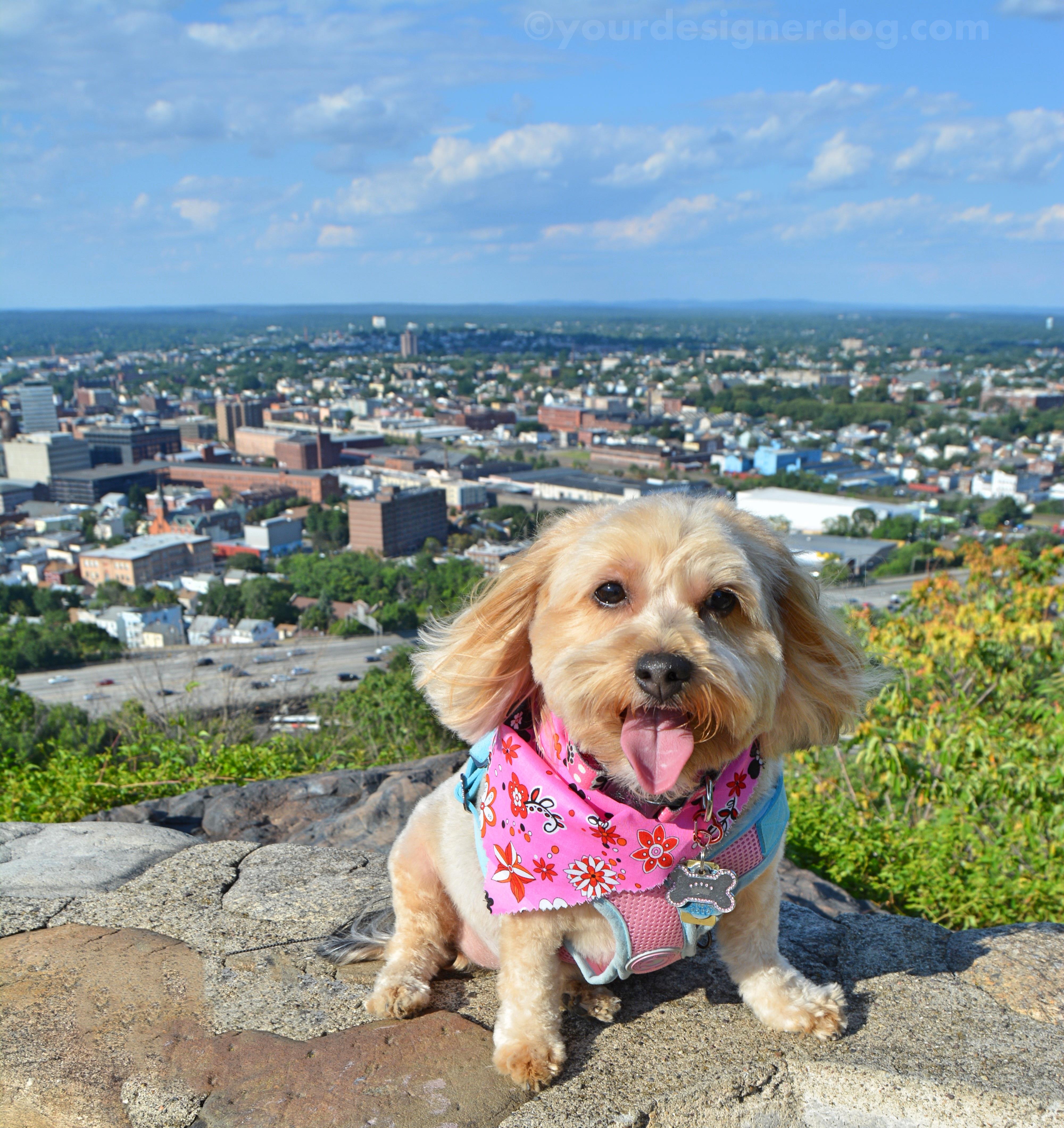 dogs, designer dogs, Yorkipoo, yorkie poo, view point, scenic overlook, tongue out