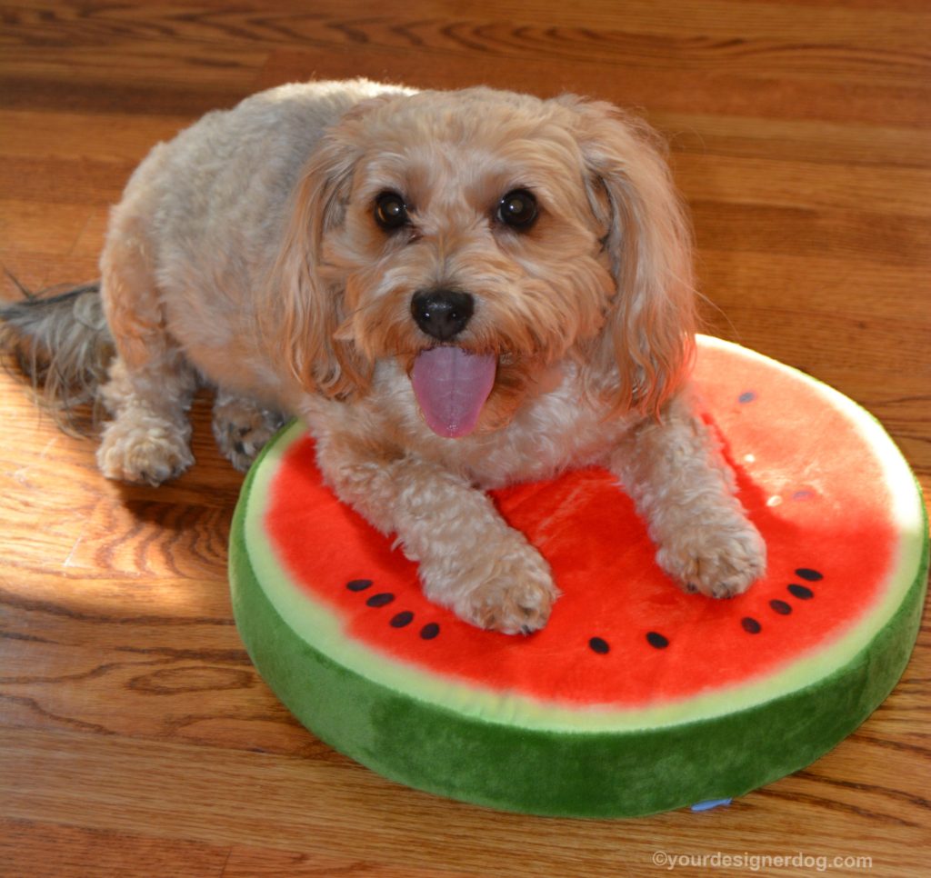 dogs, designer dogs, Yorkipoo, yorkie poo, watermelon, fruit, dog smiling, tongue out
