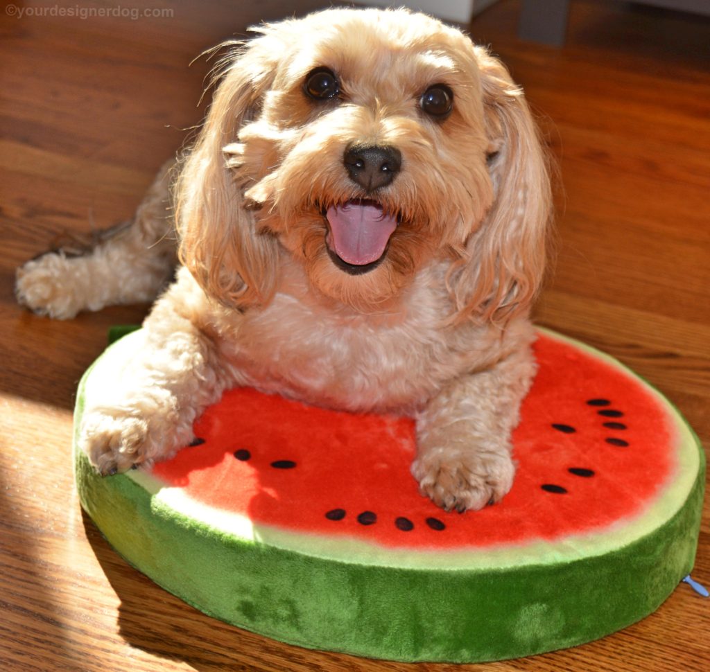 dogs, designer dogs, Yorkipoo, yorkie poo, watermelon, fruit, dog smiling, tongue out