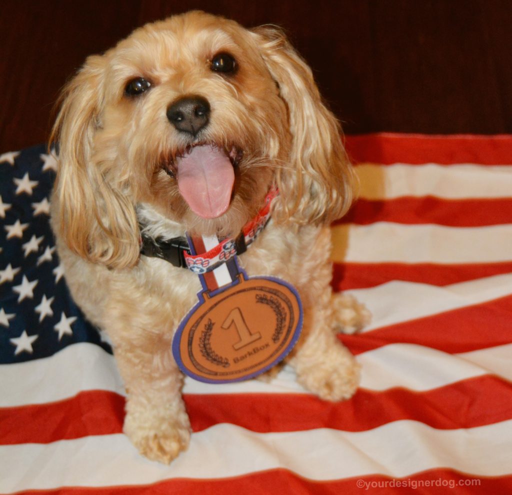 dogs, designer dogs, Yorkipoo, yorkie poo, world chompian, tongue out, bark box, medal