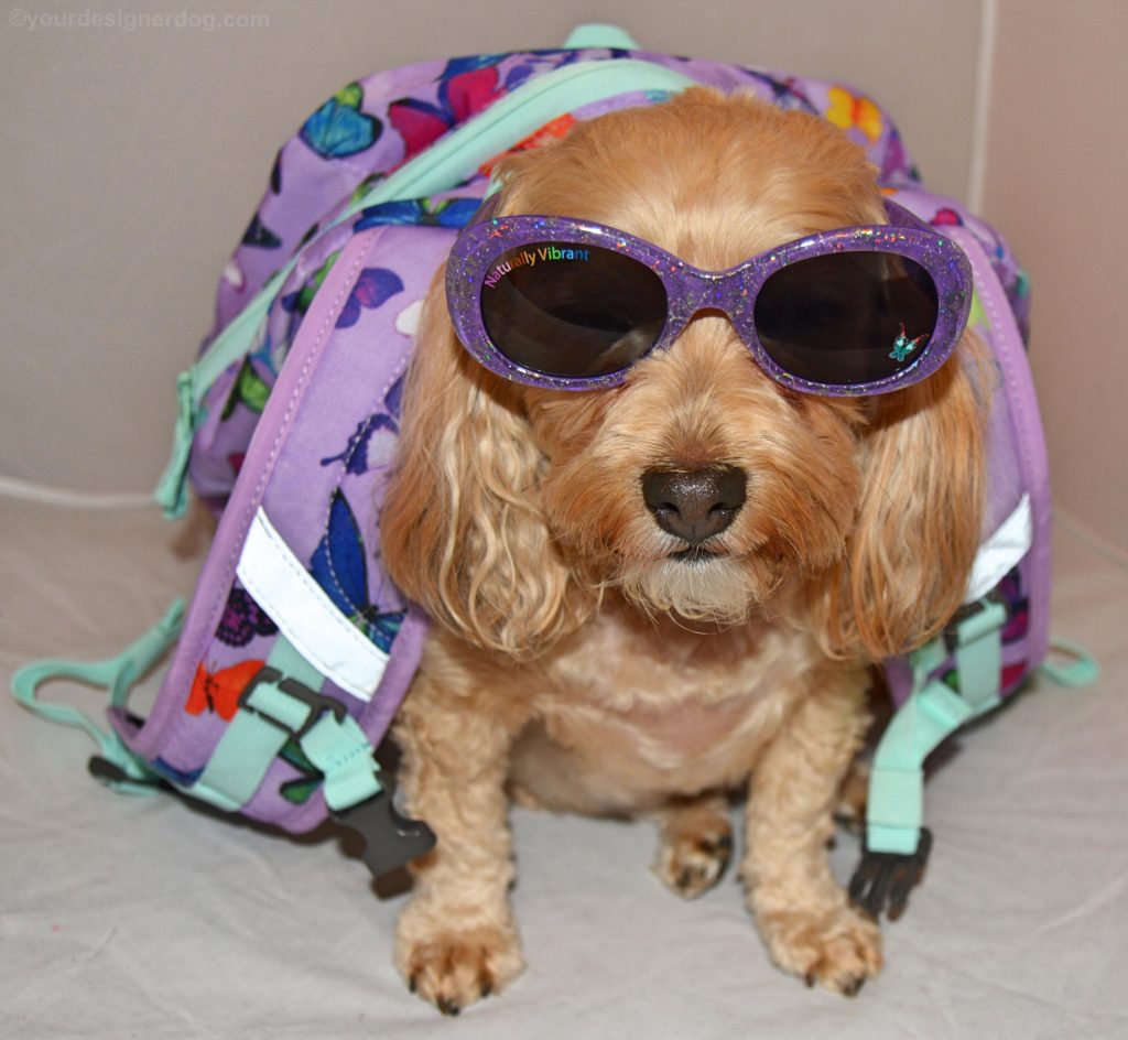 dogs, designer dogs, Yorkipoo, yorkie poo, back to school, too cool for school, dog sunglasses, backpack