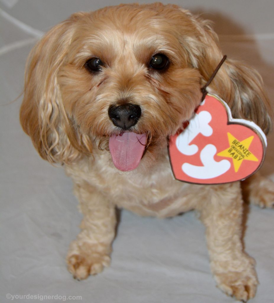 dogs, designer dogs, Yorkipoo, yorkie poo, dog costume, diy, beanie baby