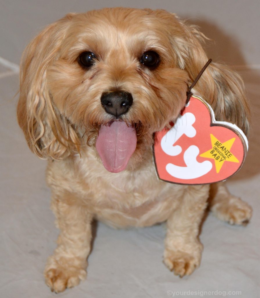 dogs, designer dogs, Yorkipoo, yorkie poo, dog costume, diy, beanie baby