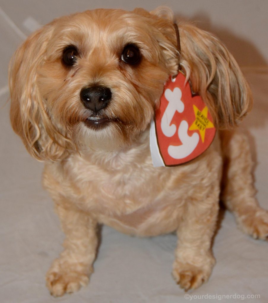 dogs, designer dogs, Yorkipoo, yorkie poo, dog costume, diy, beanie baby