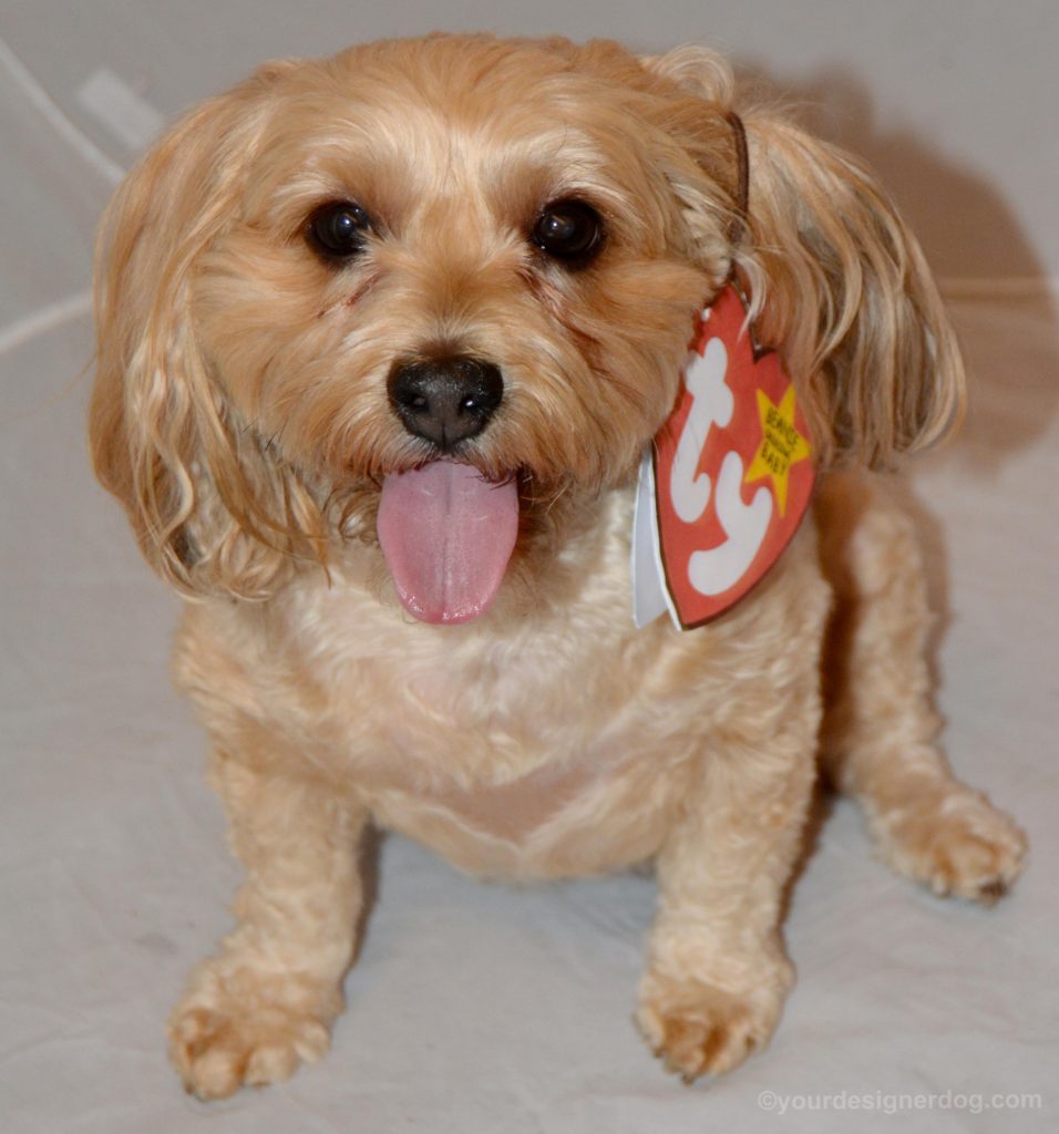 dogs, designer dogs, Yorkipoo, yorkie poo, dog costume, diy, beanie baby