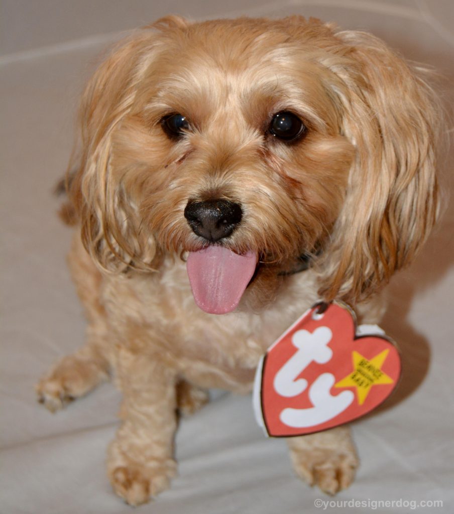 dogs, designer dogs, Yorkipoo, yorkie poo, dog costume, diy, beanie baby