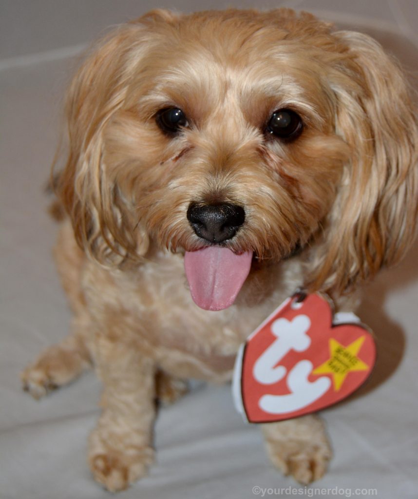 dogs, designer dogs, Yorkipoo, yorkie poo, dog costume, diy, beanie baby