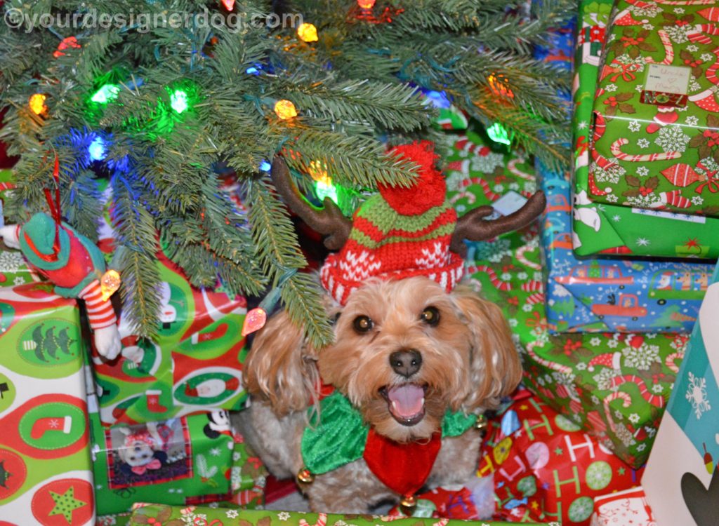 dogs, designer dogs, Yorkipoo, yorkie poo, christmas tree, christmas presents, elf