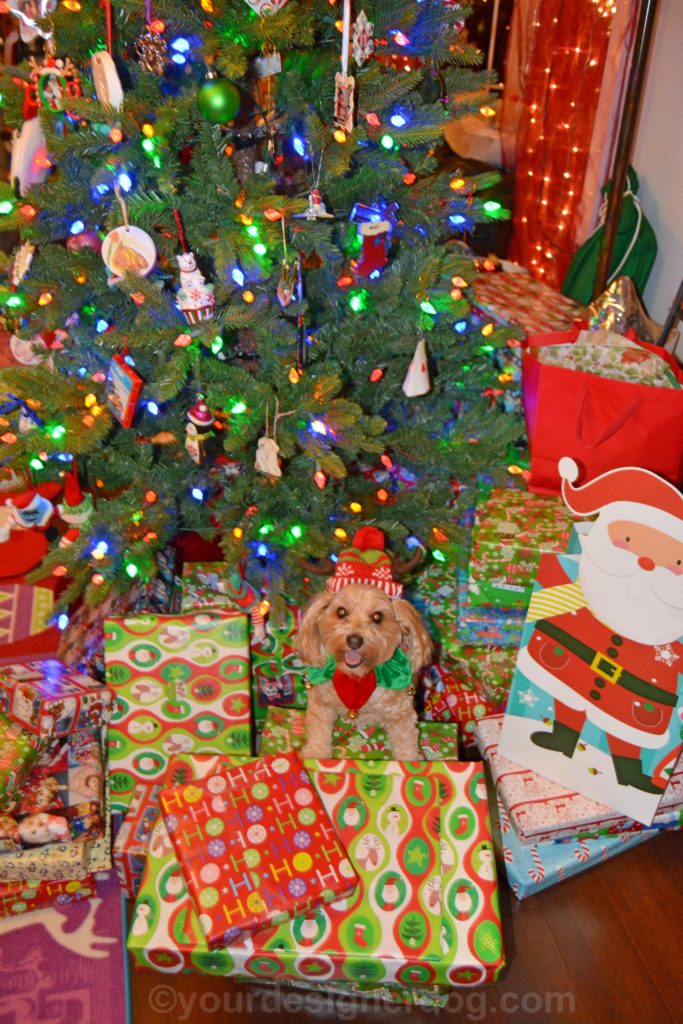 dogs, designer dogs, Yorkipoo, yorkie poo, christmas tree, christmas presents, elf