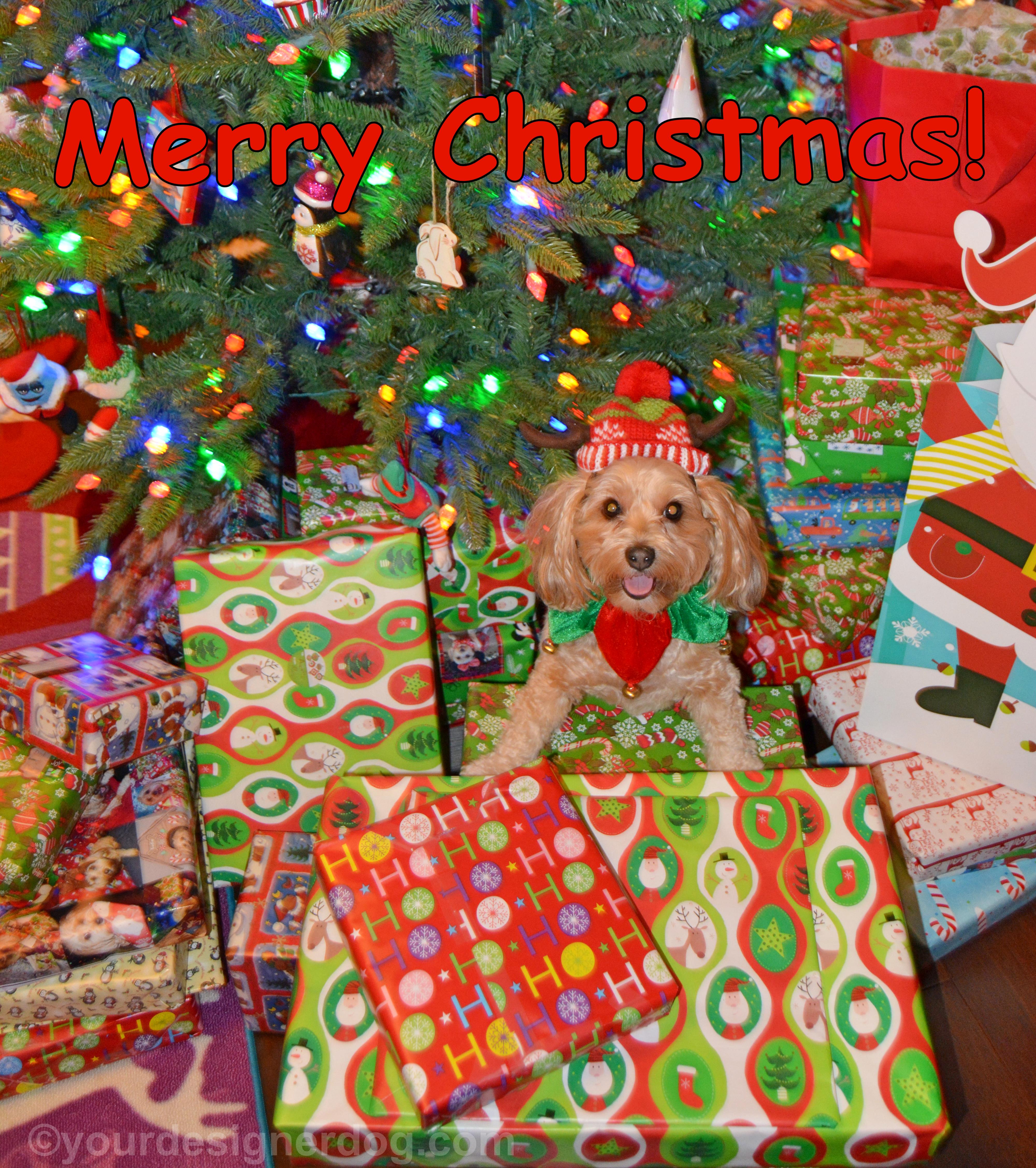 dogs, designer dogs, Yorkipoo, yorkie poo, christmas tree, christmas presents, elf