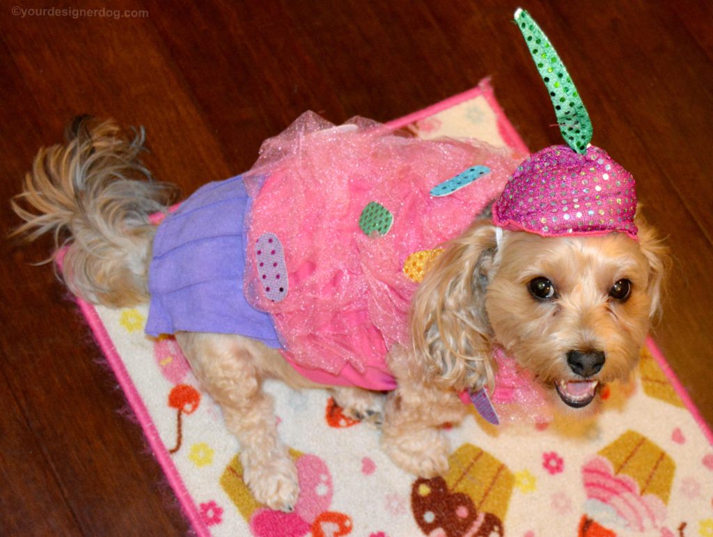 dogs, designer dogs, Yorkipoo, yorkie poo, cupcake, dog costume
