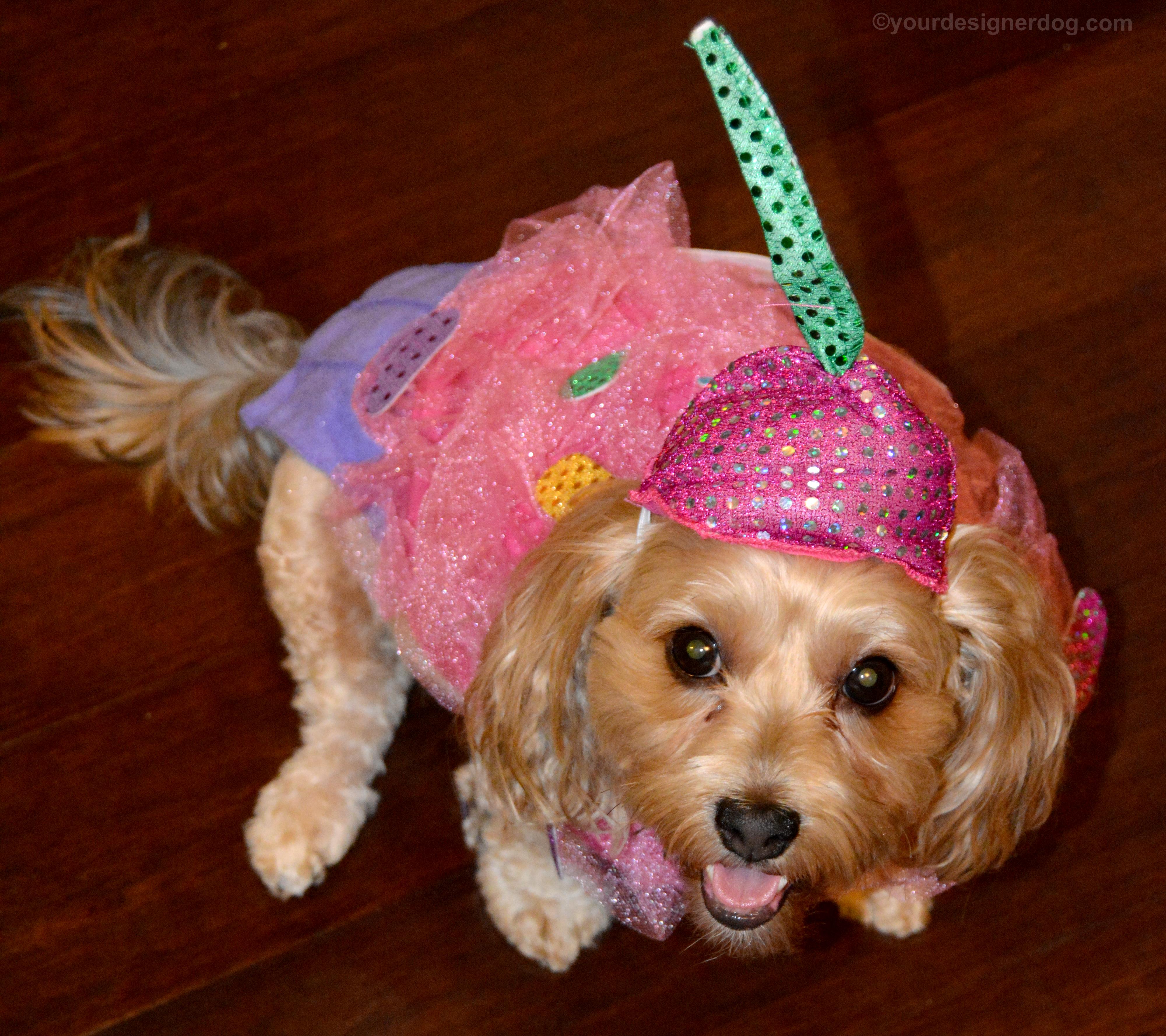 dogs, designer dogs, Yorkipoo, yorkie poo, cupcake, dog costume