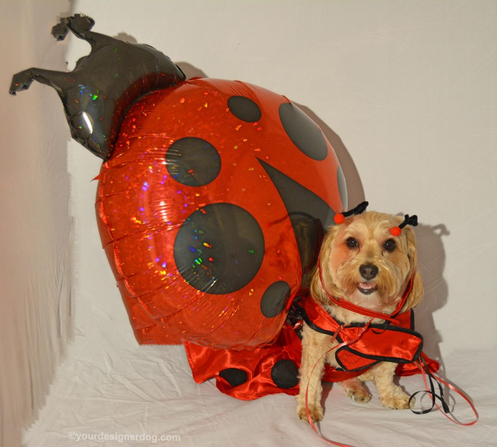 dogs, designer dogs, Yorkipoo, yorkie poo, lady bug, dog costume, balloon
