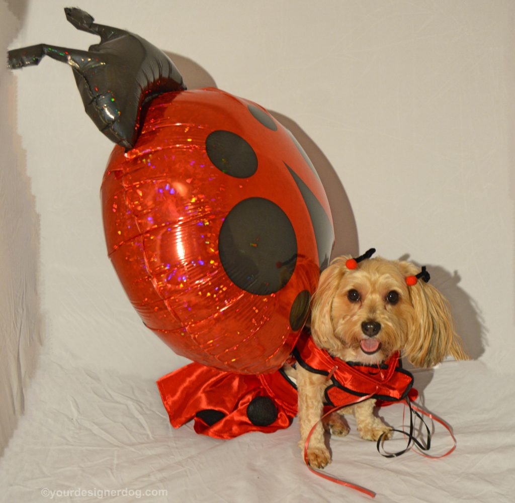 dogs, designer dogs, Yorkipoo, yorkie poo, lady bug, dog costume, balloon